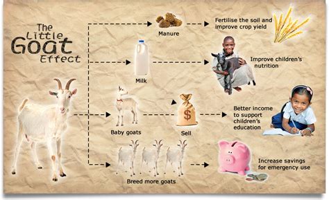 world vision goat fraud.